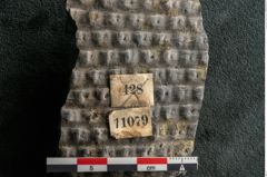 Foto (Detailansicht) von Sigillaria ornata Brongniart (NHMW-GEO-2024-0188-11079)